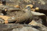 Filename=white-quilled-rock-pigeon-00014.jpg
Filesize=266KB
Dimensions=900x600
Date added=Jun 09, 2007 white-quilled-rock-pigeon-00014.jpg