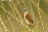 Filename=yellow-rumped-munia-00002.jpg
Filesize=182KB
Dimensions=900x599
Date added=Jun 09, 2007 yellow-rumped-munia-00002.jpg