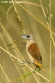 Filename=yellow-rumped-munia-00003.jpg
Filesize=183KB
Dimensions=600x900
Date added=Jun 09, 2007 yellow-rumped-munia-00003.jpg