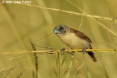 Filename=yellow-rumped-munia-00005.jpg
Filesize=160KB
Dimensions=900x600
Date added=Jun 09, 2007 yellow-rumped-munia-00005.jpg