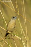 Filename=yellow-rumped-munia-00007.jpg
Filesize=169KB
Dimensions=600x900
Date added=Jun 09, 2007 yellow-rumped-munia-00007.jpg