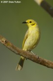 Filename=yellow-tinted-honeyeater-00003.jpg
Filesize=144KB
Dimensions=599x900
Date added=Jun 09, 2007 yellow-tinted-honeyeater-00003.jpg
