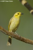 Filename=yellow-tinted-honeyeater-00004.jpg
Filesize=151KB
Dimensions=600x900
Date added=Jun 09, 2007 yellow-tinted-honeyeater-00004.jpg