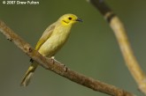 Filename=yellow-tinted-honeyeater-00007.jpg
Filesize=140KB
Dimensions=900x599
Date added=Jun 09, 2007 yellow-tinted-honeyeater-00007.jpg